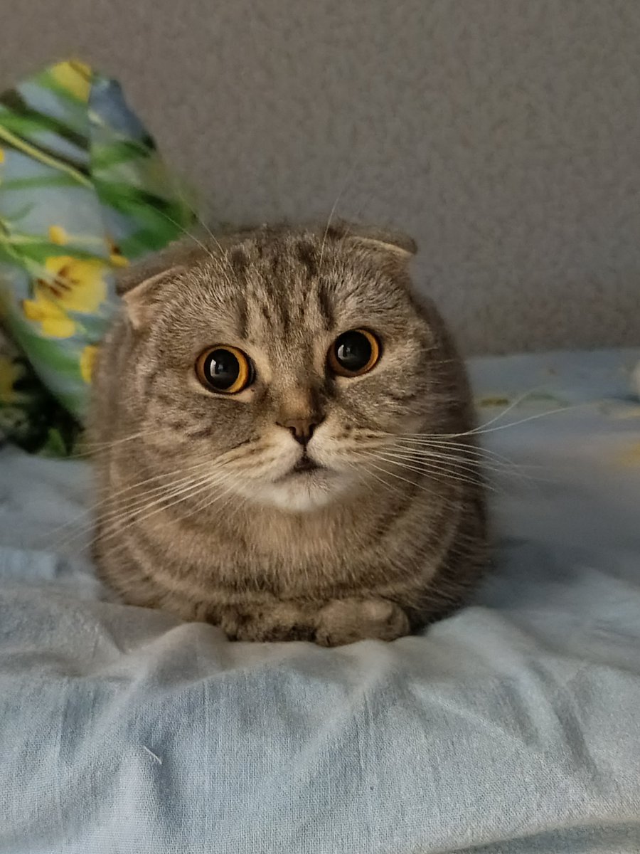 😼Modesto😼 tweet media