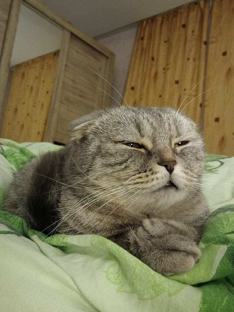 😼Modesto😼 tweet media