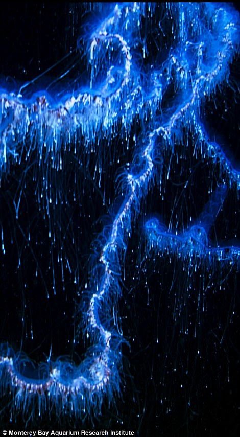 nyantennae's tweet image. how are these magestical creatures not mainstream they should have their own merch #deepseatwt