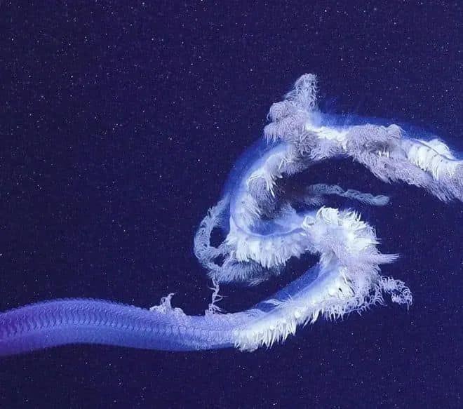 nyantennae's tweet image. how are these magestical creatures not mainstream they should have their own merch #deepseatwt