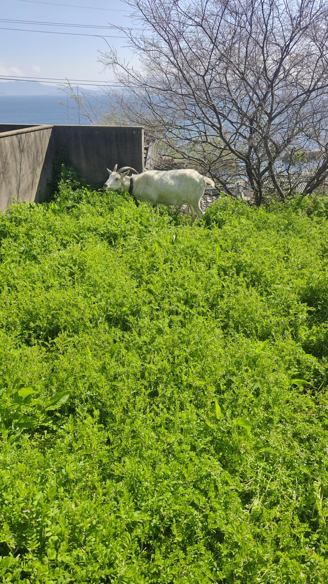 iwata coffee tweet media