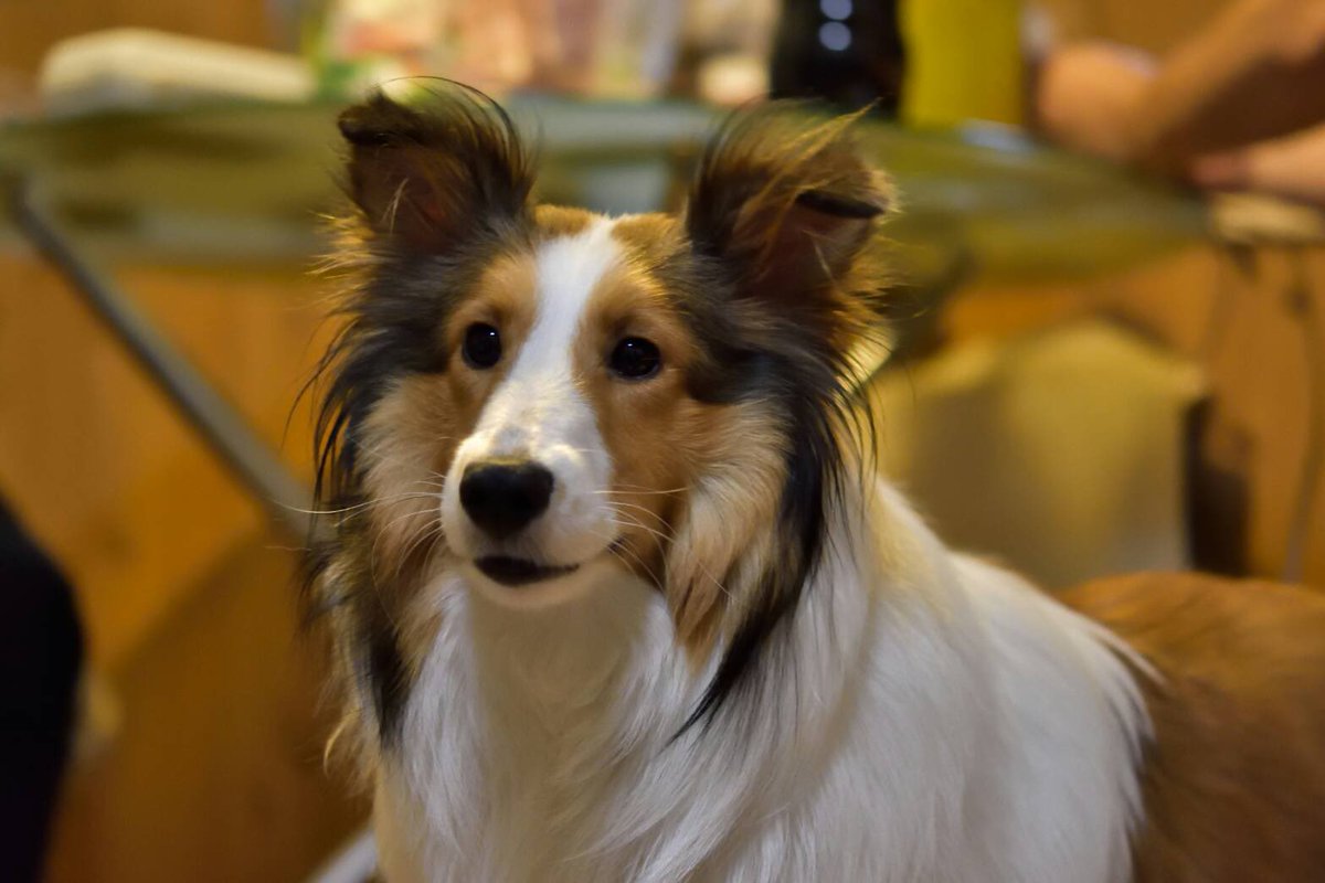 ぷりん tweet media