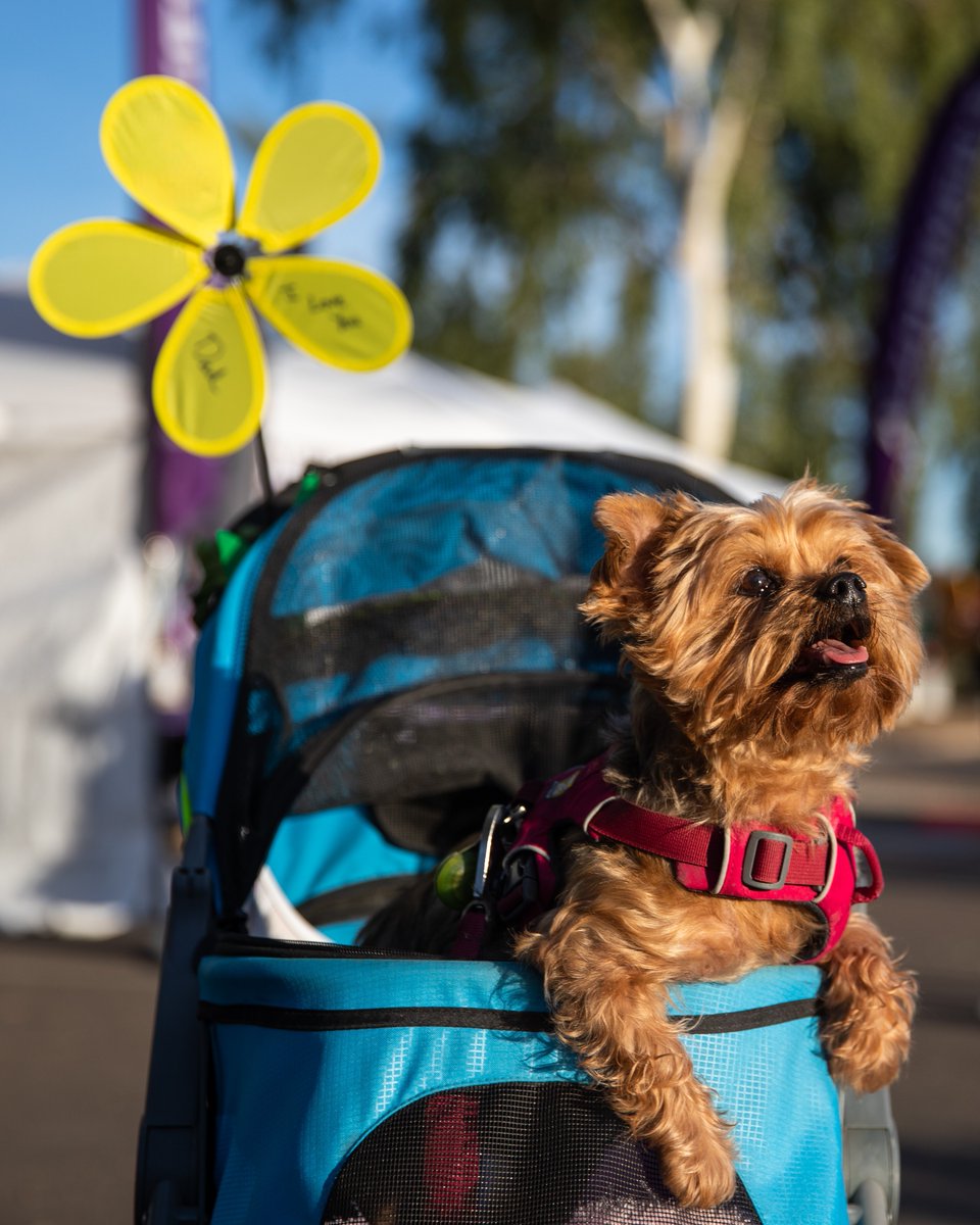 Alzheimer’s Association Nebraska Chapter tweet media