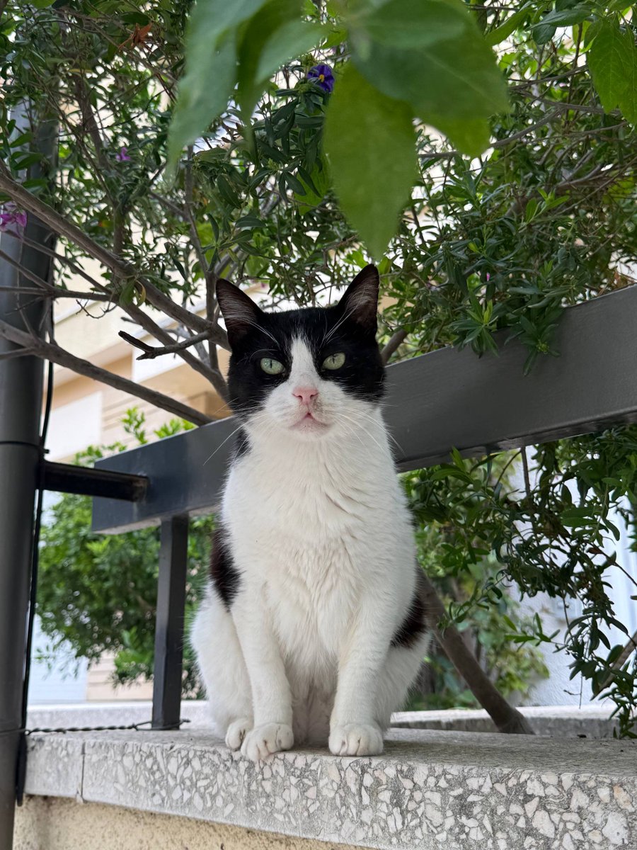 luden_io's tweet photo. Everyone’s complaining about the algorithm. No one sees indie devs anymore.
So here - have some local gatos 🐱 while we quietly make the game better.
No doom. Just devs and weird little robots.
#SuperWEIRD #indiegame #indiedev https://t.co/ExY1fSdwTT