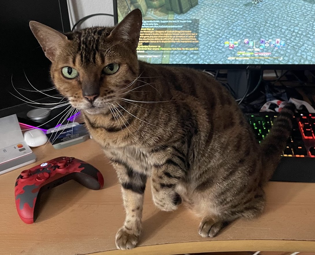 Aquila | Cyber VTuber 🇨🇭 tweet media