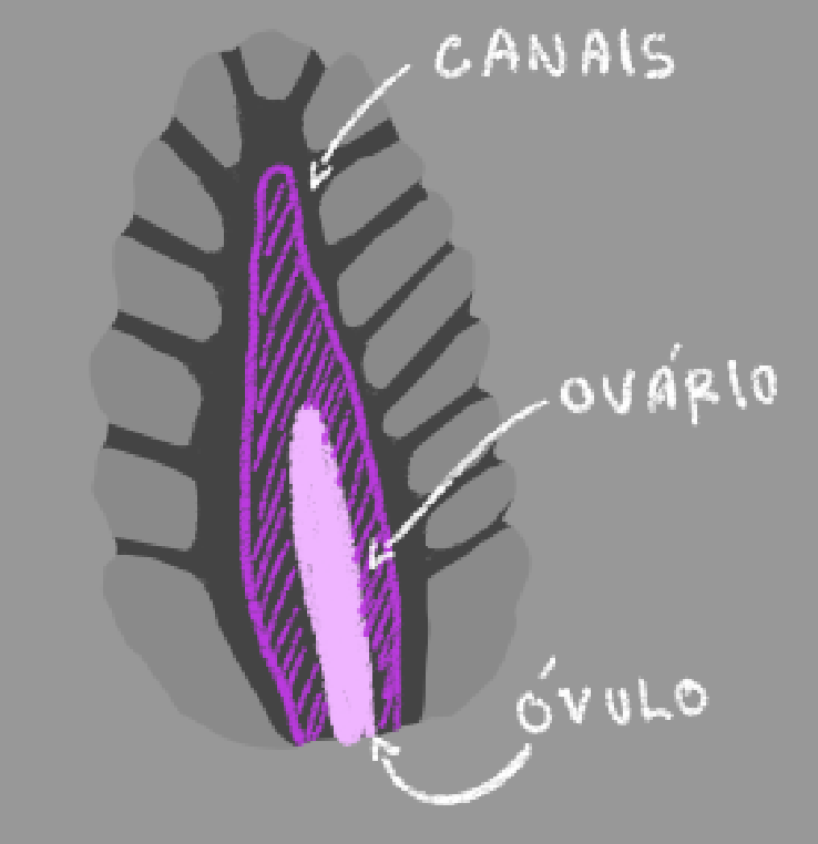 Otto Okitavios comms closed!!! tweet media