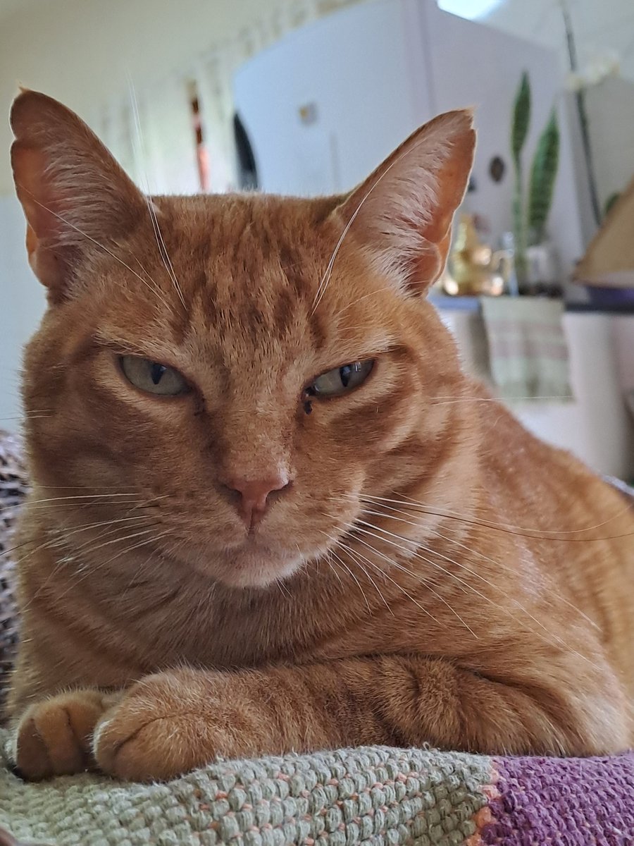 Taty Polo Pereira tweet media