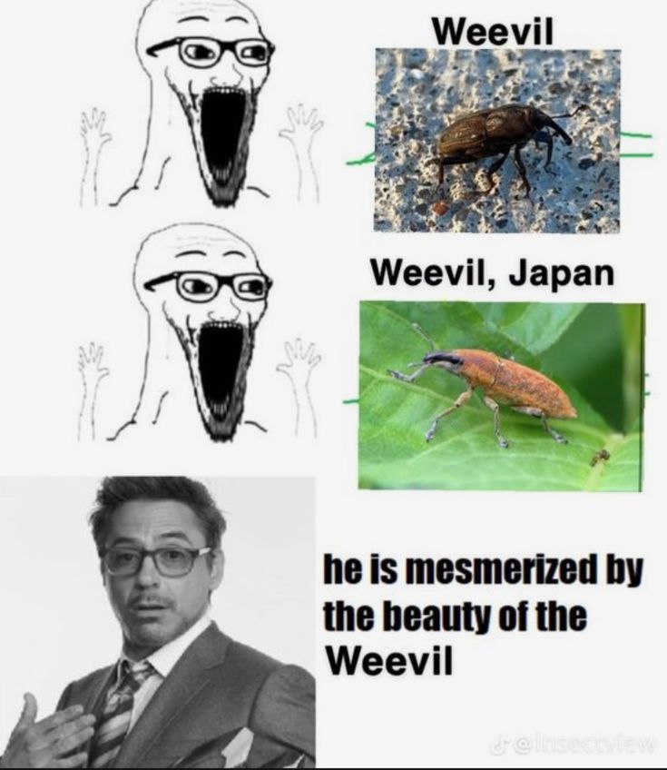 shadoomf🪲🇵🇸(homunculus enjoyer) tweet media