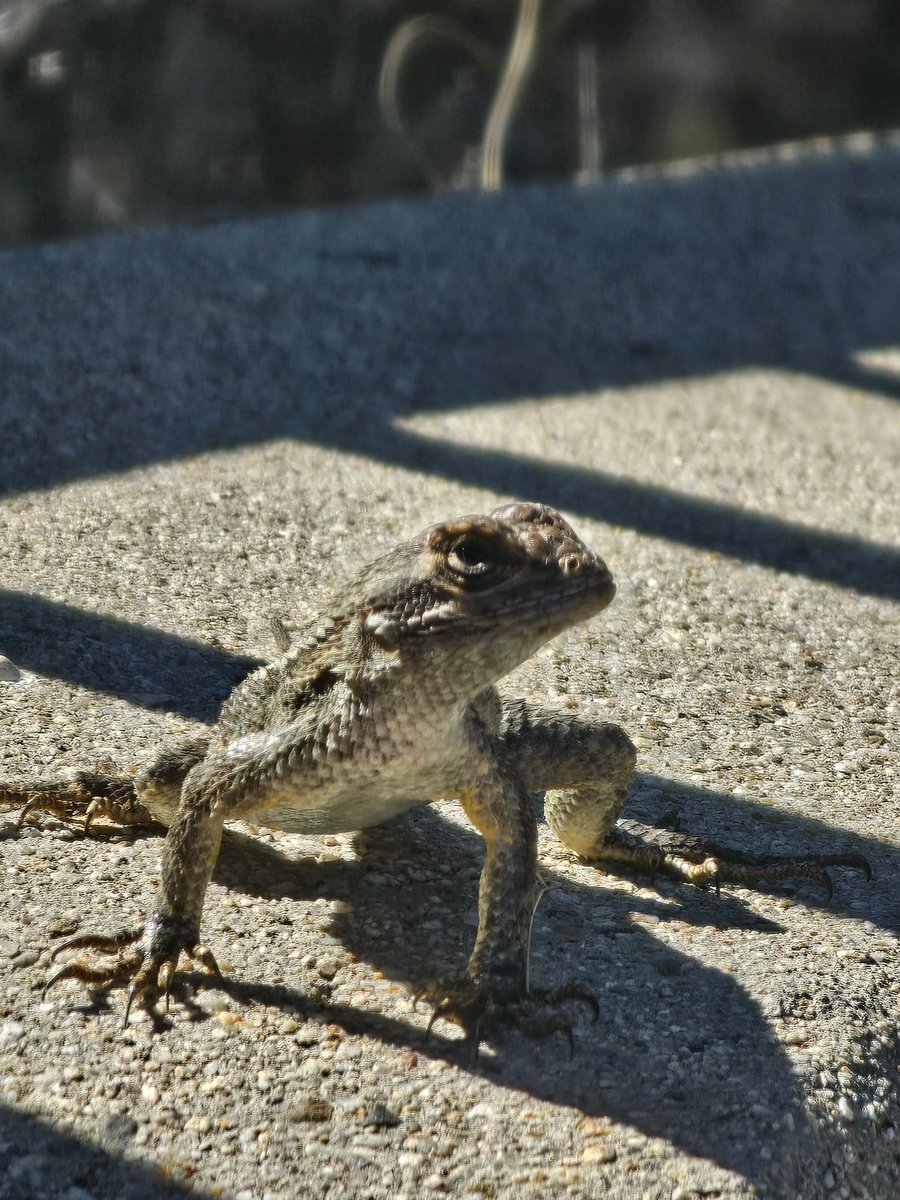 Meggy & GORILLA •💎• GOᖇIᒪᒪᗩᗰᗩTIOᑎ.eth tweet media