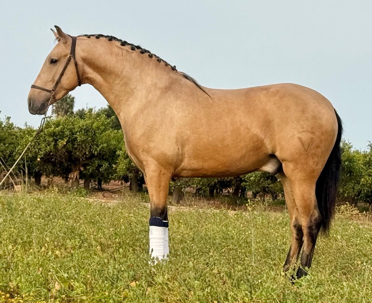 ehorses_com's tweet image. 🌟 Majestic PRE Stallion: Buckskin Elegance; Gentle Nature; Ready for Dressage 🌟

🔗 c-de.co/9ee5O

#ehorses #pre #dressagehorses #stallion #buckskin #horselove #horse #horses #horselover #foundonehorses