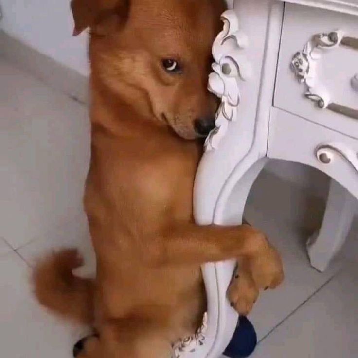 ୧ ׅ geh !! ࣪˖ tweet media