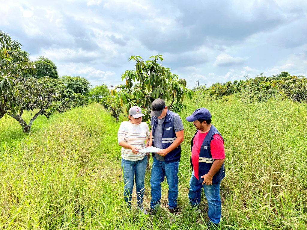 AgrocalidadZ5's tweet photo. #Guayas | 🥭🔍Realizamos la lotización de las fincas productoras de mango en las parroquias Chongón y Cerecita, para la temporada 2026–2027; con el objetivo de implementar el monitoreo de moscas de la fruta para una  detección oportuna de la plaga y la sanidad del cultivo. https://t.co/pIpqE515uw