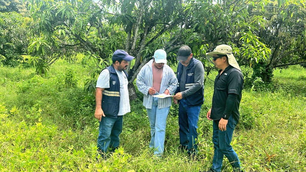 AgrocalidadZ5's tweet photo. #Guayas | 🥭🔍Realizamos la lotización de las fincas productoras de mango en las parroquias Chongón y Cerecita, para la temporada 2026–2027; con el objetivo de implementar el monitoreo de moscas de la fruta para una  detección oportuna de la plaga y la sanidad del cultivo. https://t.co/pIpqE515uw