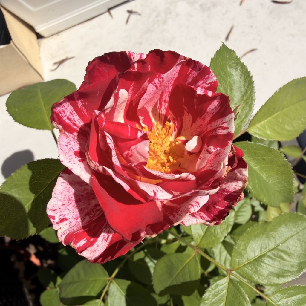 Oatmeal 🥣 tweet media