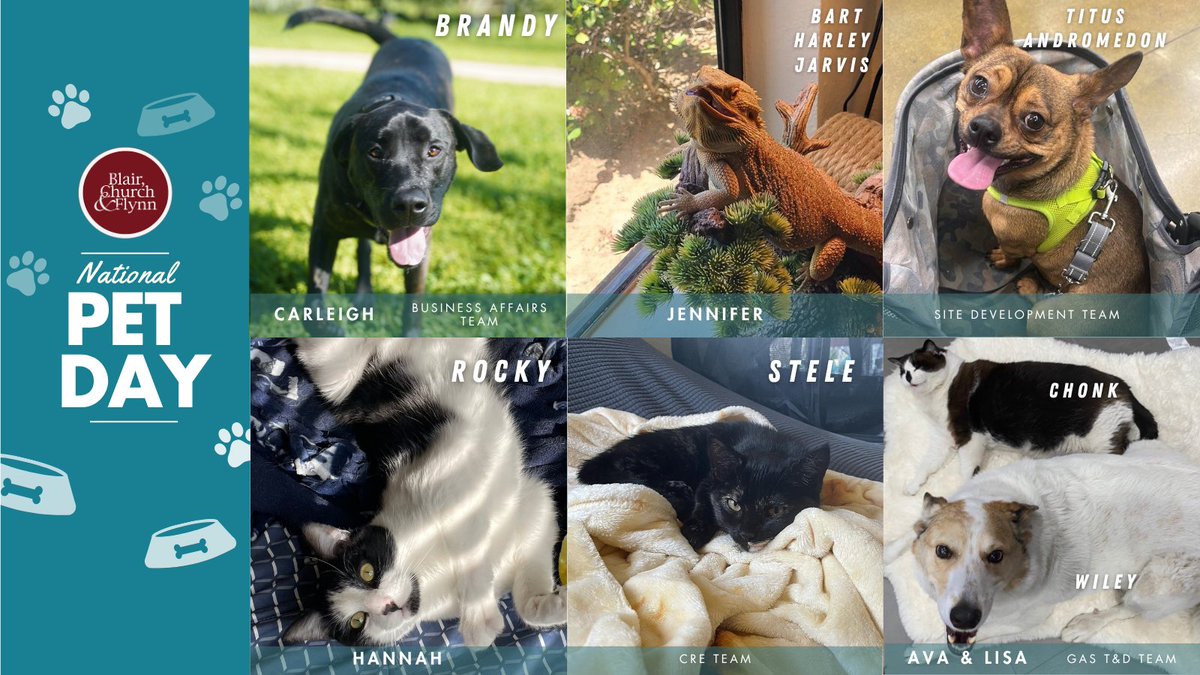 bcfengr's tweet photo. 🐾 Happy National Pet Day! 🐾 Our staff has been sharing snapshots of their fluffy and non-fluffy companions, and we can’t get enough! Scroll through to meet the beloved pets behind the scenes at Blair, Church &amp; Flynn.

#NationalPetDay https://t.co/3E5slStpYA