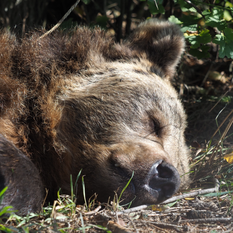 FOUR PAWS International tweet media