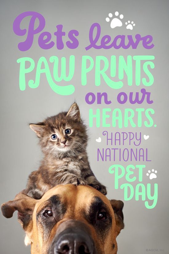 Chicago Pet Rescue tweet media