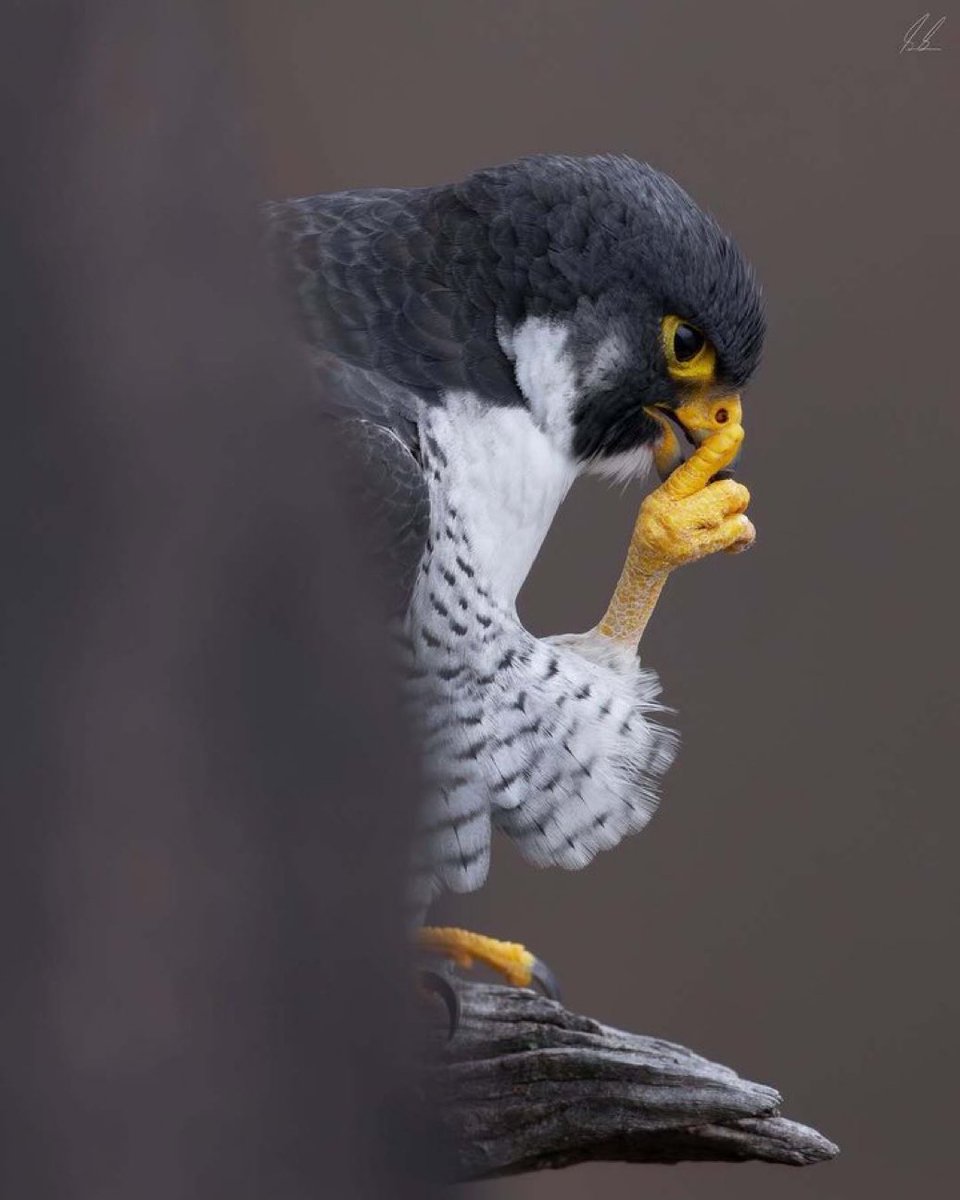 JoshuaImoikor's tweet image. Hello Earthlings,
#Earthlings #Beauty #Nature