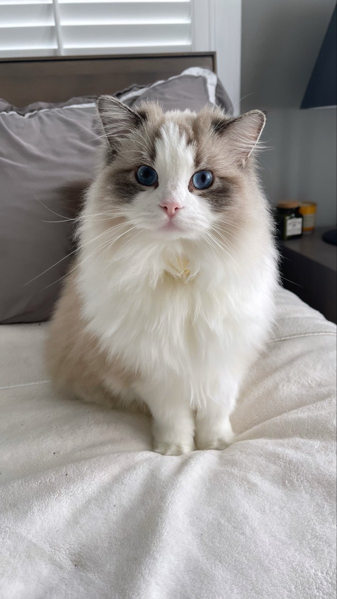 Spinachee tweet media