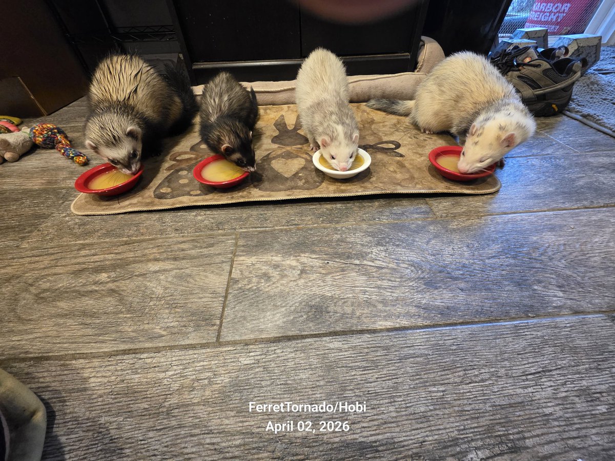 FerretTornado's tweet image. Happy National Pet Day 2026. 😁  ❤️  
#NationalPetDay 

Sitch (The Situation), Vinny G, Miss Cozi, Donald J Hobi. #Ferret #Ferrets  #Squirrels  #Squirrel 🐿 🐿 @OfficialOPLive  @ReelzChannel  @OnPatrolLive  #OPLive #OnPatrolLive