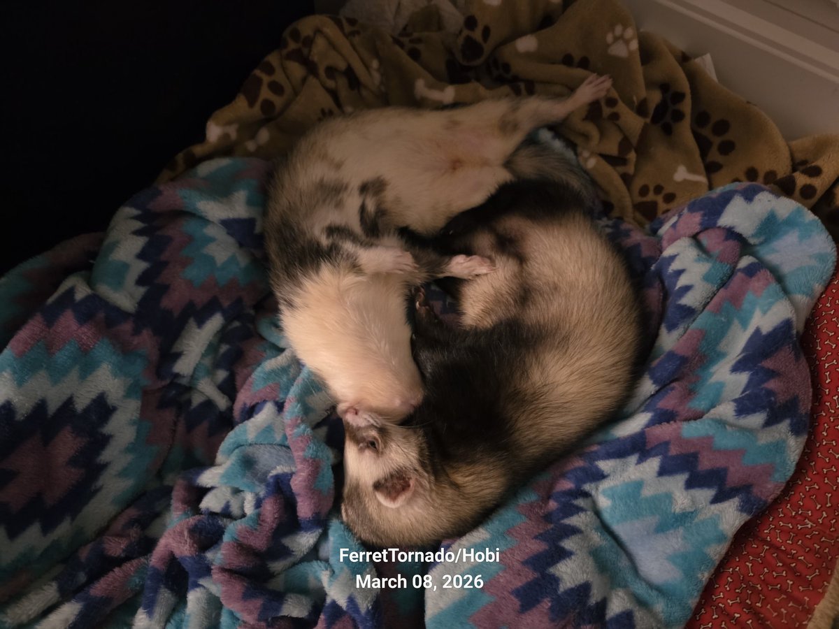 FerretTornado's tweet image. Happy National Pet Day 2026. 😁  ❤️  
#NationalPetDay 

Sitch (The Situation), Vinny G, Miss Cozi, Donald J Hobi. #Ferret #Ferrets  #Squirrels  #Squirrel 🐿 🐿 @OfficialOPLive  @ReelzChannel  @OnPatrolLive  #OPLive #OnPatrolLive