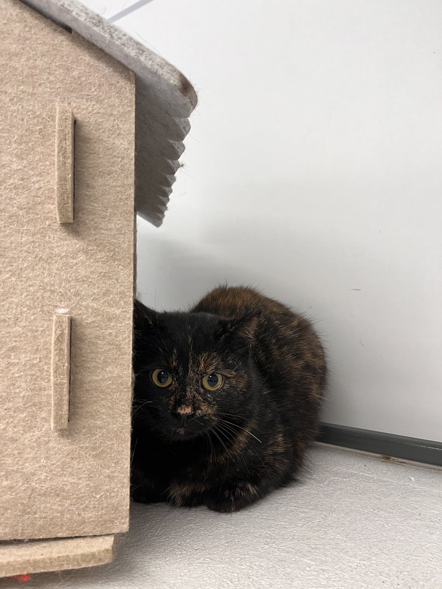 Katzenland tweet media