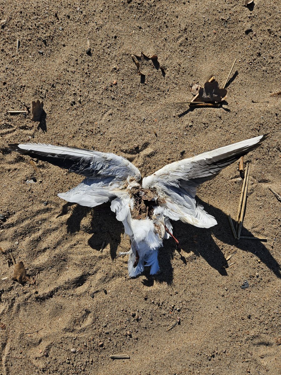 Ребилдол tweet media