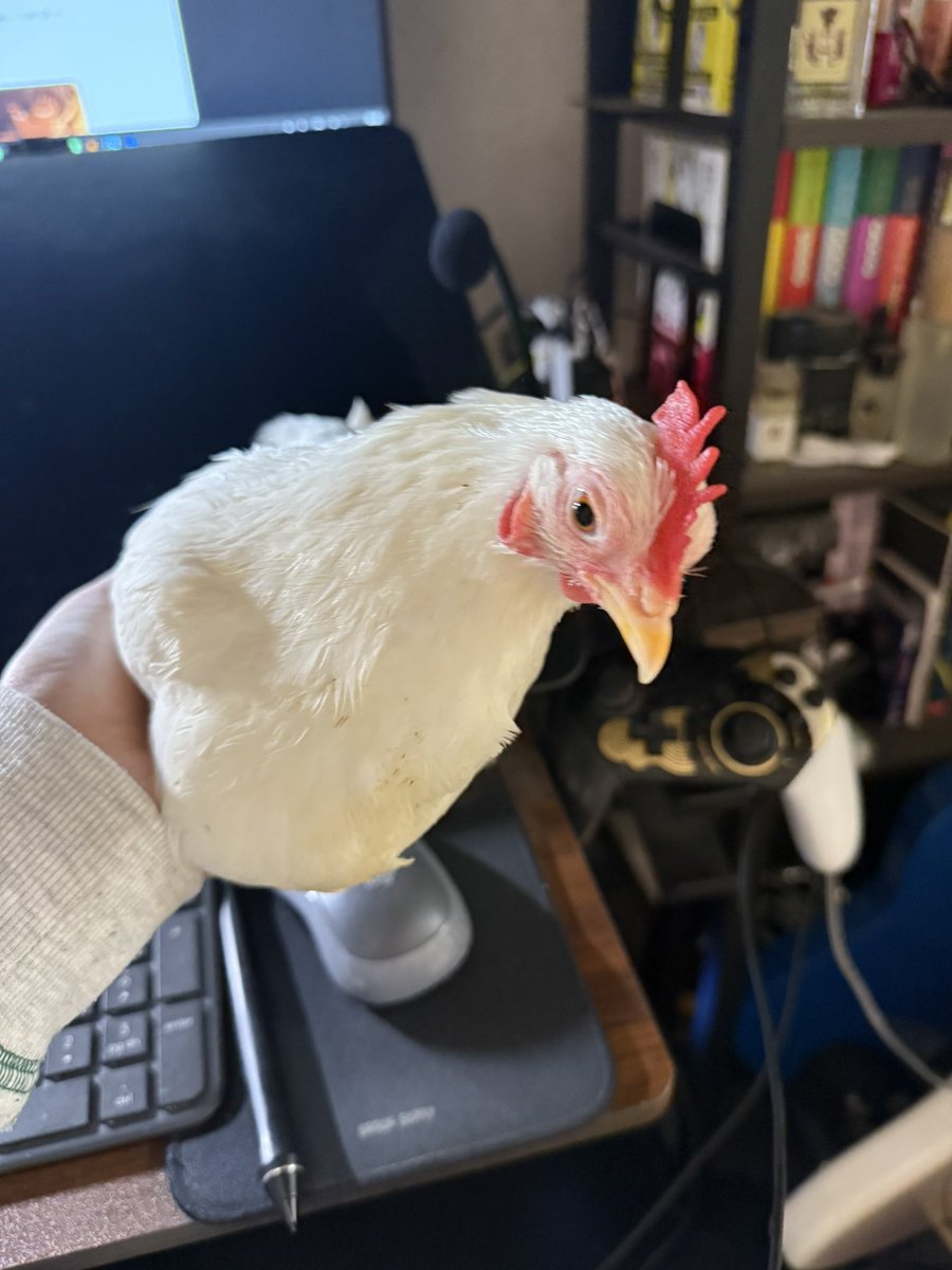 鳥を自慢するアカウント tweet media