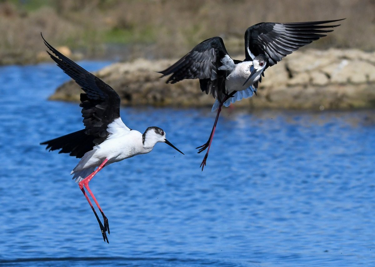 Cat 🧡 🐿 📸 tweet media