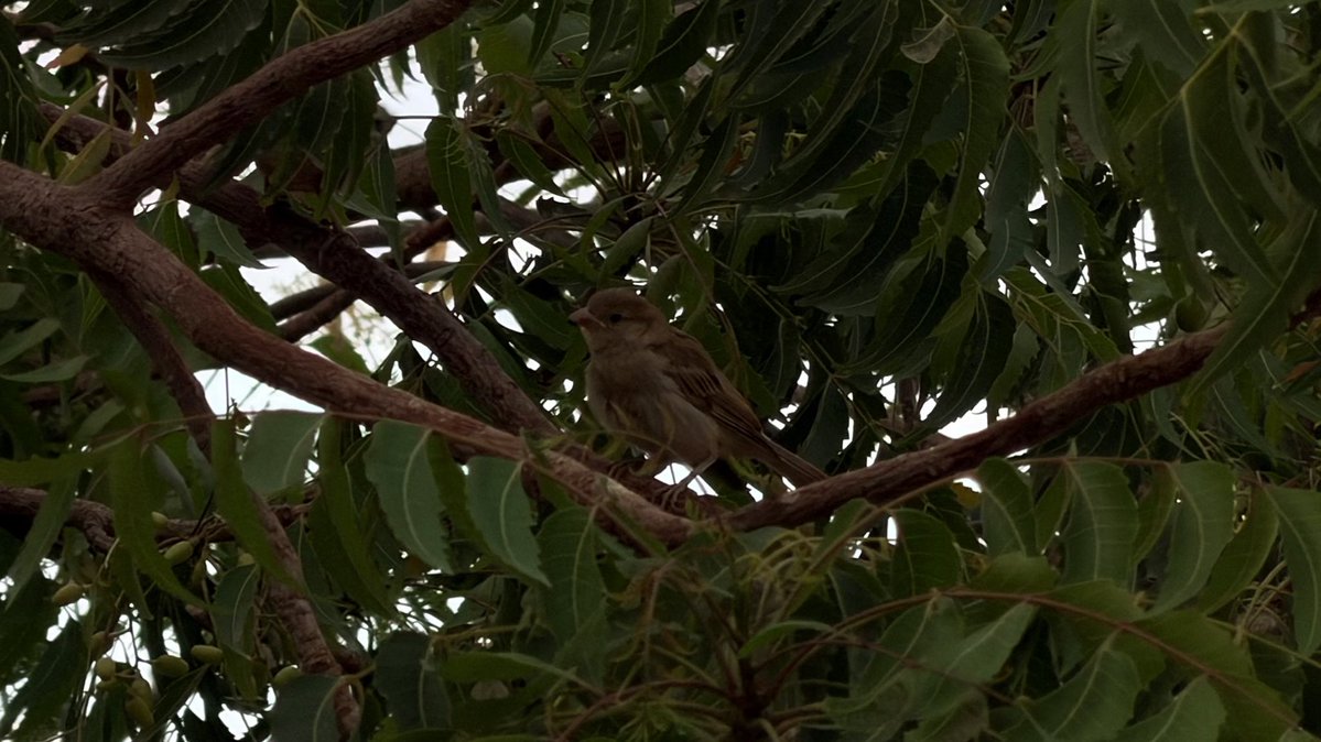 نيڤين tweet media