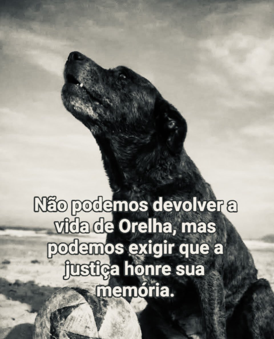MarcoValverde72's tweet photo. Não podemos mudar o que aconteceu com o Orelha, mas podemos lutar para que sua história não seja esquecida e que a justiça seja feita. 🐾💔

#JustiçaPorOrelha https://t.co/d7E1LtSICD
