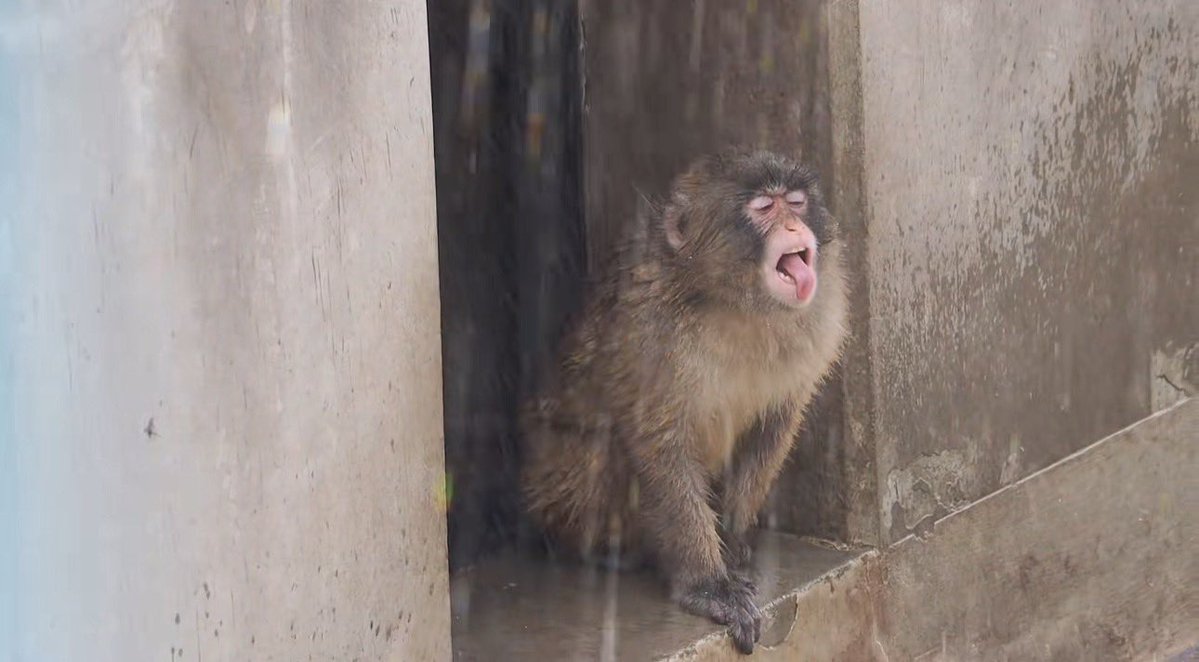 LuxEtVeritus tweet media