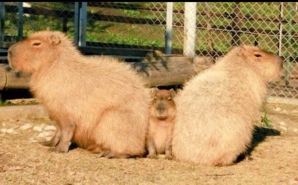 xのカピバラ tweet media