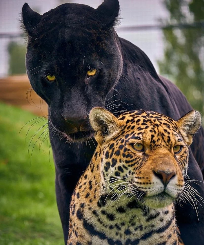 aslan vai smt | ARIRANG 🪭 tweet media