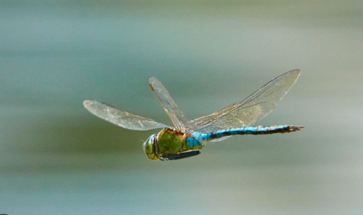 Chadia Bailet tweet media