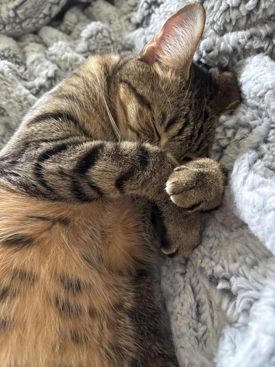 Wendi Taylor Nations tweet media