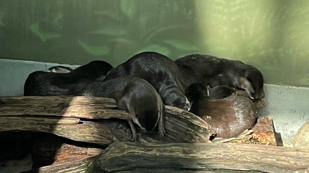 こばやしらう🧡 tweet media