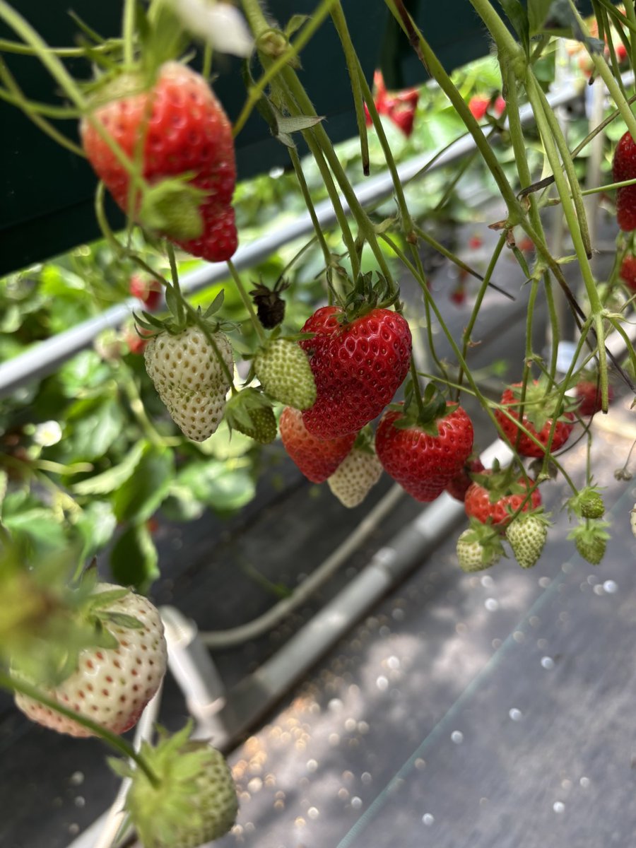 似たまこ tweet media