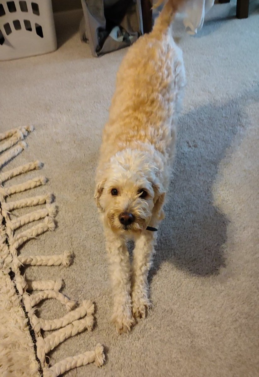 ArieDoodle's tweet image. Did you say Oh Big Stretch? 🧸🥰
#weekend #dogs #AriesWorld #ArieBear