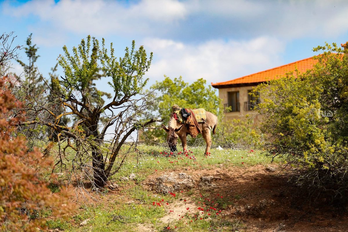 بكبك🇯🇴 tweet media