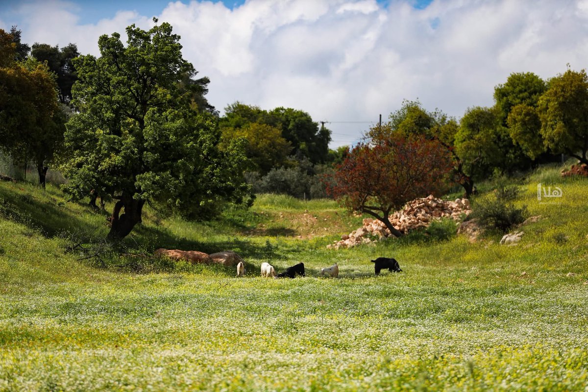 بكبك🇯🇴 tweet media