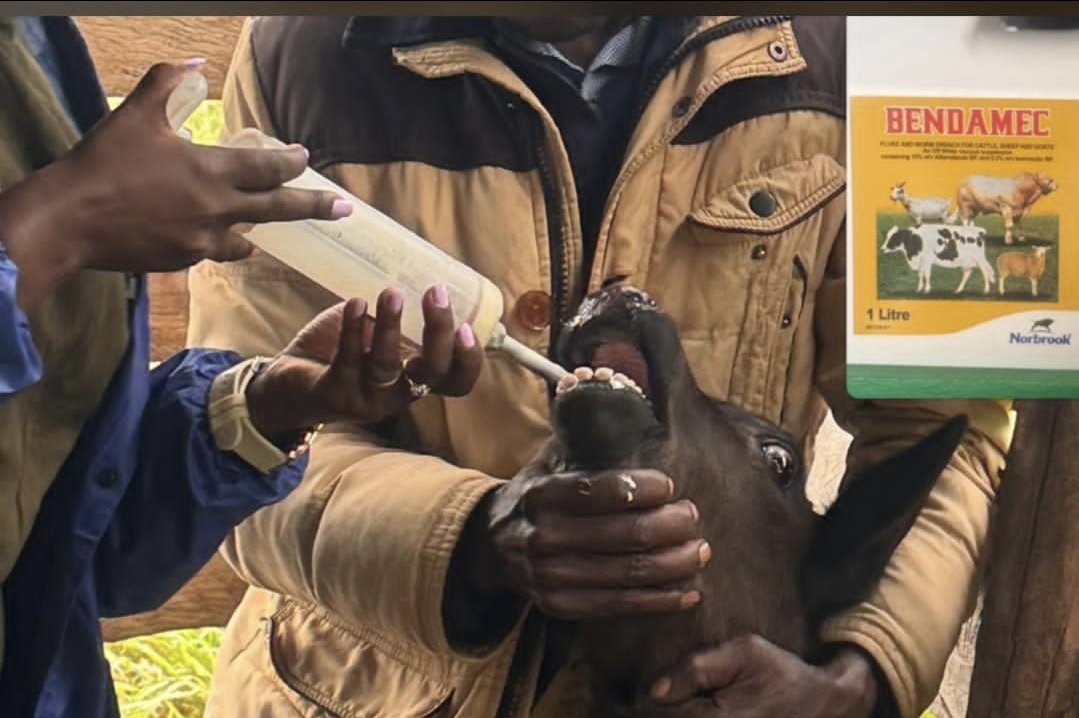 kraal's family tweet media