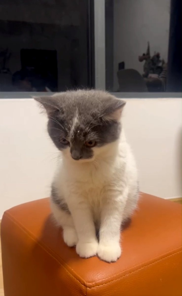 AnNguyen tweet media