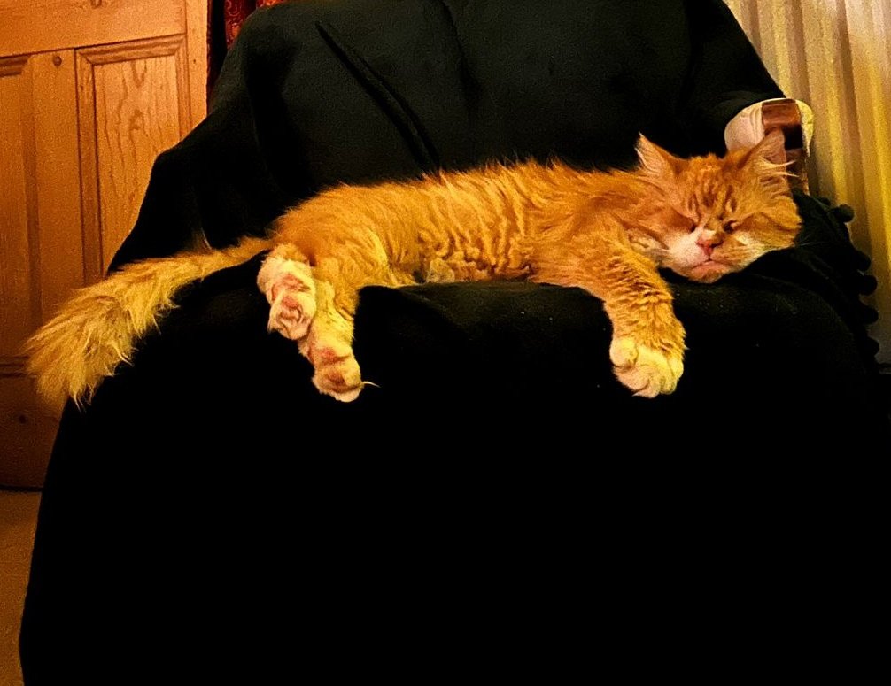 Ali Heath Cook tweet media