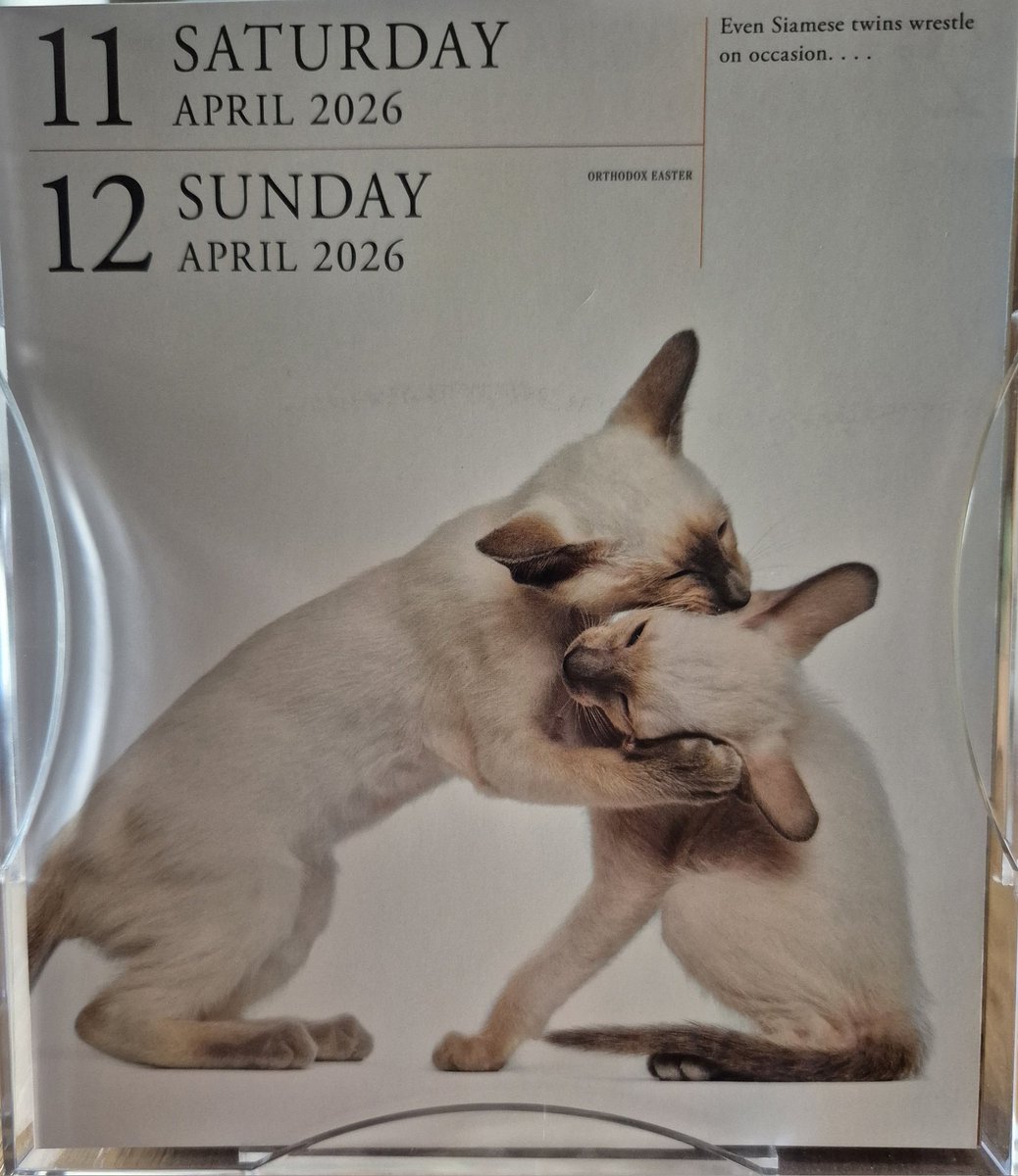 Catnip tweet media
