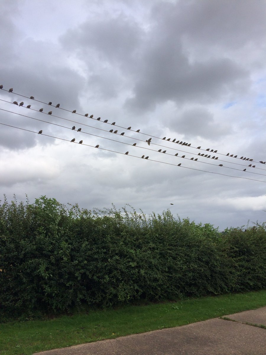 Steve Johnson tweet media