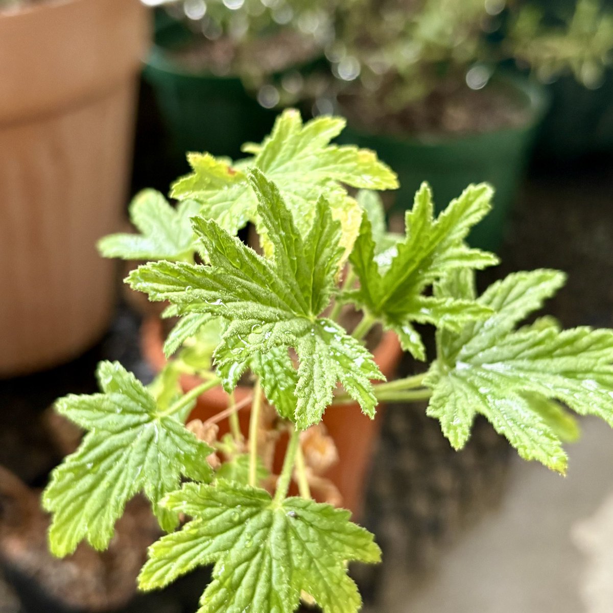 激しい温度差だったり
強風だったり雨だったり
自律神経の調整に間に合わない時
ハーブの香りでリラックス
穏やかにリセット
#ハーブのある暮らし