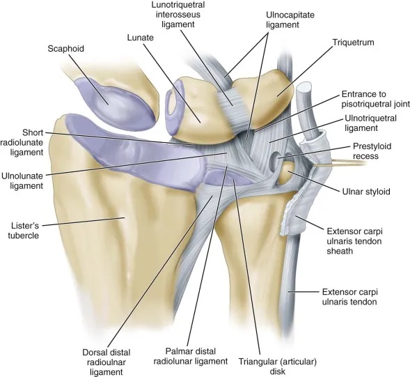 MedEd_Cases's tweet image. The ulnocarpal joint is formed by the distal ulna, the triangular fibrocartilage complex, and the ulnar-sided carpal bones, primarily the lunate and triquetrum, creating a key articulation on the ulnar side of the wrist. It functions to transmit load from the forearm to the