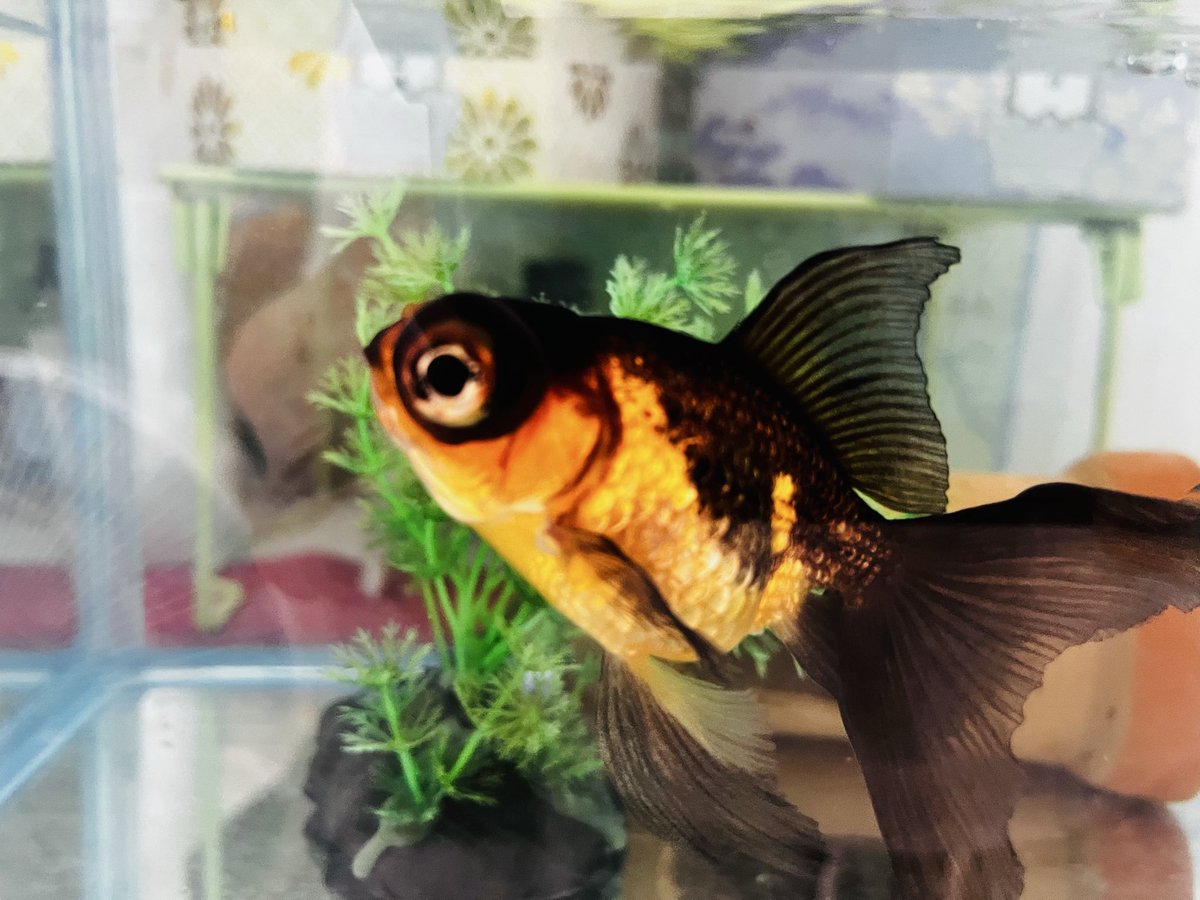 。ふみごん 本垢で爬虫類垢で趣味垢。 tweet media