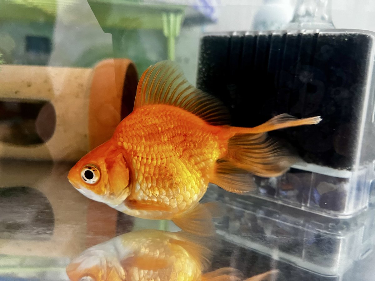 。ふみごん 本垢で爬虫類垢で趣味垢。 tweet media